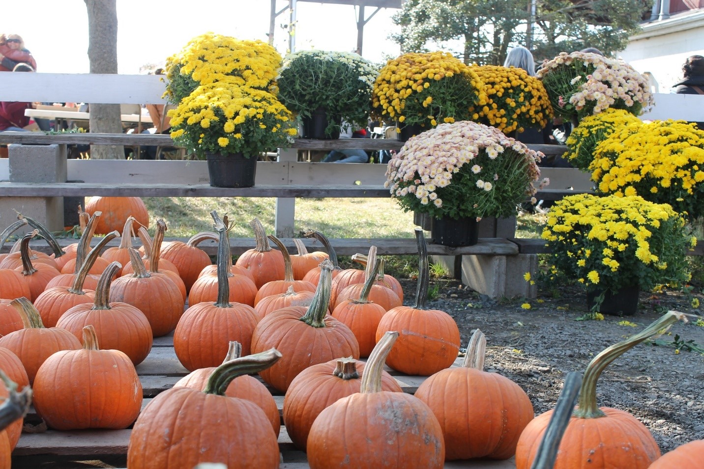 Fall Festivals On The South Shore Sconset Landing